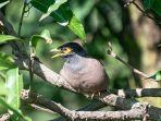 Ilustrasi-burung-Jalak-Nias123.jpg