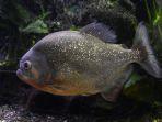 Ilustrasi-ikan-Piranha1.jpg