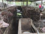 Kandang-Babi-yang-diprotes-oleh-warga-Karen-menimbulkan-bau-menyengat.jpg
