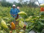 Kebun-cabai-di-wilayah-Bangli-Pemerintah-Bangli-berencana-membuat-program-pengembangan.jpg