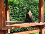 Kemenuh-Monkey-River-Bali-Mulai-Dilirik-Wisatawan-Pawang-Monyet-Selalu-Siaga.jpg