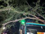 TRAGEDI Kecelakaan di Jalur Tengkorak Negara, Truk Kontainer Tertimpa Pohon Tumbang, Ini Kondisinya!