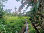 Lokasi-tewasnya-mandor-I-Wayan-Sedhana-di-Subak-Tenggaling-45.jpg