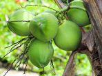 Manfaat-dan-Kandungan-Air-Kelapa-Muda-Bagi-Kesehatan-Minuman-Steril-dan-Penuh-Elektrolit.jpg