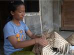 Pelajar-kelas-8-SMP-Negeri-2-Bangli-Ni-Made-Jatiasih-membantu-ibunya.jpg