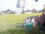 Pelaksanaan-panen-padi-di-Kota-Denpasar.jpg