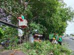 Pelaksanaan-perompesan-pohon-di-Denpasar-oleh-DLHK.jpg