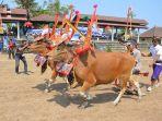 Pelaksanaan-tradisi-sapi-gerumbungan-di-Buleleng.jpg