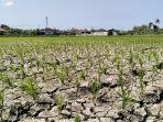 Pemkab-Jembrana-Berencana-Berikan-Asuransi-Petani-Alami-Puso.jpg
