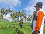 Petani-Gianyar-Bali-Tak-Mau-Ikut-Asuransi-Hama-Tikus-Bikin-Gigit-Jari.jpg