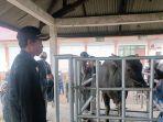 Petugas-Dinas-PKP-Bangli-saat-memeriksa-penjualan-sapi.jpg