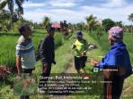 Petugas-Distanak-Gianyar-Bali-saat-turun-melihat-pertanian-padi-yang-rusak-akibat-hama-tikus.jpg