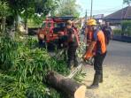 Pohon Gelodokan Tumbang Diserempet Truk di Jembrana Bali, Masyarakat Diminta Waspadai Cuaca Ekstrem