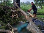 Pohon-Tumbang-yang-menimpa-pengendara-motor-889.jpg