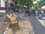 Pohon-perindang-yang-ditebang-di-Jalan-Arjuna-Denpasar-karena-terkena-proyek-drainase.jpg
