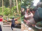 Pohon-tumbang-di-Monkey-Forest-Gianyar-Bali-Selasa-10-Desember-2024.jpg
