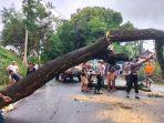 Pohon-tumbang-mengakibatkan-macet-total-di-Jalur-Nasional-Denpasar-Gilimanuk.jpg