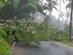 Pohon-tumbang-menimpa-kabel-listrik-88.jpg