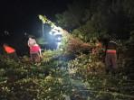 Pohon Tumbang Tutup Akses Jalan di Pesinggahan Klungkung