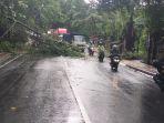 Pohon-waru-yang-tumbang-di-Jalan-Raya-Mambal-Badung.jpg