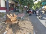Pohon-yang-ditebang-di-Jalan-Arjuna-Denpasar-karena-terkena-proyek-drainase.jpg