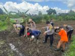 Ketahanan Pangan Nasional, Polsek Ubud Bali Tanam Jagung Di Lahan 15 Are