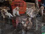 S-Penjual-Monyet-Ekor-Panjang-Jadi-Tersangka-Dikenakan-Denda-Rp-500-Ribu-atau-Pidana-7-Hari.jpg