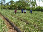 Salah-satu-pengembangan-bawang-putih-di-Desa-Gobleg-pada-2022-lalu.jpg