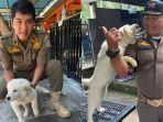 Satpol-PP-Pariwisata-di-Bali-Akan-Ajak-Anjing-Kintamani-Saat-Bertugas.jpg
