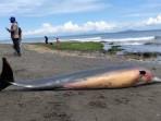 Suasana-penanganan-lumba-lumba-yang-ditemukan-terdampar-di-pesisir-Pantai-Melaya.jpg