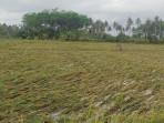 Belasan Hektare Tanaman Pertanian di Jembrana Bali Terancam Puso