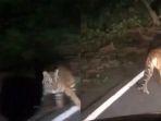 Video-Harimau-Di-Jalan-Raya-Bikin-Heboh-BKSDA-Wilayah.jpg