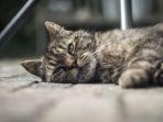 Viral-Kucing-di-Padang-Dicekoki-Miras-oleh-Pemiliknya-Diberi-Makan-Hanya-Dua-Hari-Sekali.jpg