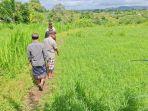 Wakil-Ketua-DPRD-Karangasem-I-Gusti-Agung-Dwi-Putra-menyambangi-sawah-223.jpg