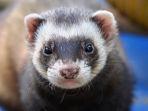 arti-mimpi-musang.jpg