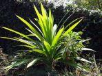 atasi-jerawat-dengan-daun-pandan.jpg