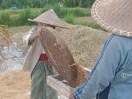 ayak-gabah-petani-di-wilayah-desa-tamanbali-bangli-bali.jpg