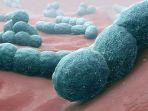 bakteri-streptococcus-pneumoniae-penyebab-meningitis.jpg