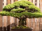 bonsai-ratusan-tahun.jpg