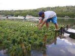 budidaya-rumput-laut-di-nusa-lembongan-selasa-219.jpg