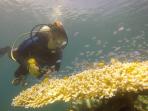 diving_20160725_130515.jpg
