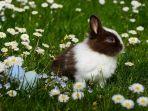 foto-ilustrasi-kelinci-diantara-bunga-daisy.jpg