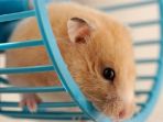 hamster_20180502_112114.jpg