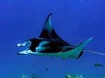 ikan-pari-manta-atau-manta-ray.jpg
