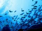 ikan_20160404_223438.jpg