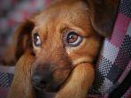 ilustrasi-anjing-coklat123.jpg