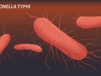 ilustrasi-bakteri-salmonella-typhi.jpg