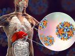 ilustrasi-hepatitis-virus-hepatitisshutterstockkateryna-kon.jpg