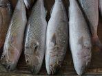ilustrasi-ikan-mati.jpg