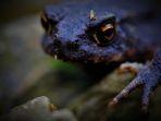 ilustrasi-katak-hitam.jpg